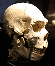 Crâne 5 - La Sima de los Huesos