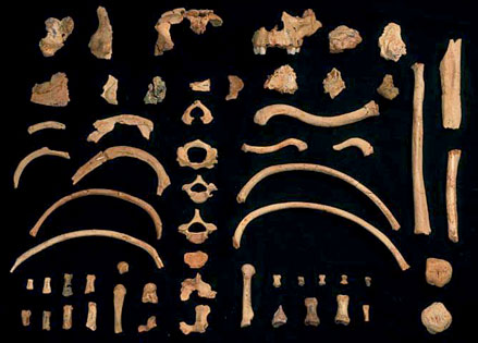 Restes fossiles d'Homo antecessor Gran Dolina niveau TD6