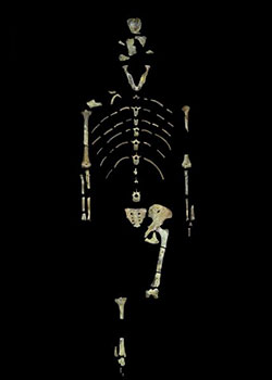 https://www.hominides.com/data/images/illus/ancetres/australopithecus-afarensis/squelette-autralopithecus-afarensis.jpg