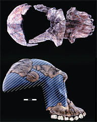 Australopithecus gahri