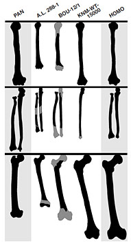 Comparaison de différents os d'hominidés par rapport à Australopithecus gahri
