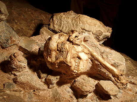 Les restes d'Australopithecus prometheus encore enchassés dans les sédiments