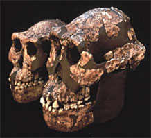 australopithecus afarensis - comparaison du crâne entre male et femelle