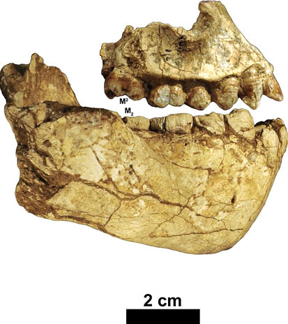 Australopithecus deyiremeda Hominidés