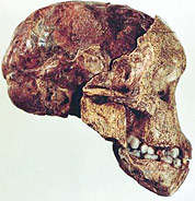 Enfant de Taung