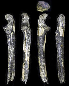 Australopithecus afarensis au Kenya...
