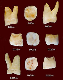Dents d'Homo sapiens en Chine il y a 80 000 ans 