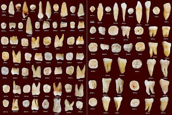 Les dents trouvéesdans la grotte de Fuyan en Chine qui repoussent l'arrivée d'Homo sapiens à - 80000 ans...