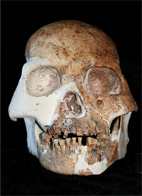 Le crâne retrouvé dans la grotte 