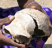 Crâne découvert à Gawis en Ethiopie, dans la région de l'Afar