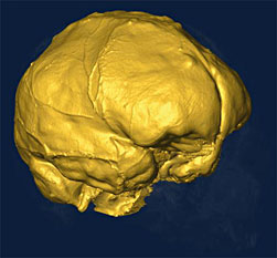 Cerveau Cro-magnon : reconstitution 3D 