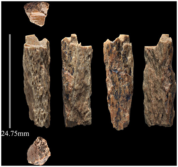 Une hybride Neandertal Denisova 
