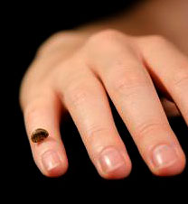 Le fragment de doigt de Denisova dont est extrait l'ADN