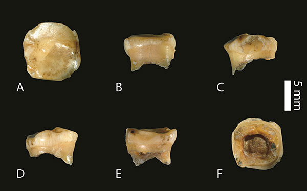 restes-fossiles-denisova-5