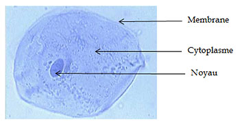Structure de la cellule