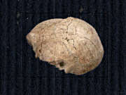 Crâne d'homo habilis