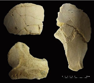 Crâne Homo erectus trouvé en Turquie et daté de 1,1 million d'années