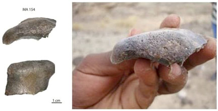 Crâne Homo ergaster Erythrée