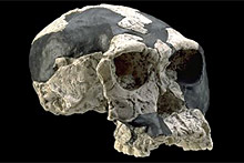 Homo habilis - crâne