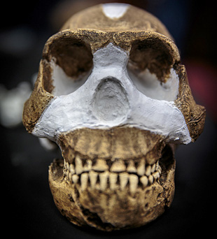 Homo nadeli, un nouvel ancêtre dans l'évolution humaine ? 