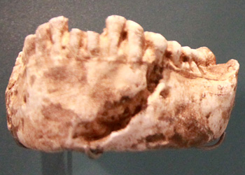 Machoire Homo naledi