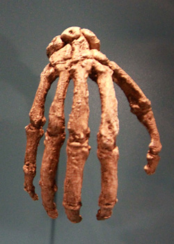 Ossements de la main d'Homo naledi