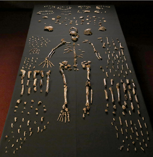 Homo nadeli squelettes