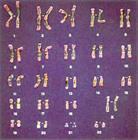 23 paires de chromosomes pour un être humain