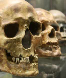 Différents crânes d'Homo sapiens : chancelade, cro-magnon, grimaldi