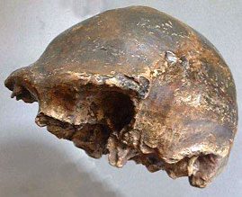 Homo soloensis - Solo 6 