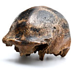 Homo soloensis 