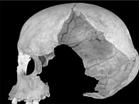 Crâne découvert en Roumanie - Possible cas d'hybridation en Homo sapiens et Homo neandertalensis