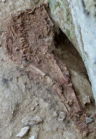 Le fossile de Lagar Velho lors de sa découverte