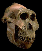 Crâne de Paranthropus boisei