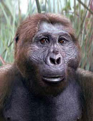 Paranthropus boisei était herbivore
