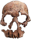 Homo rudolfensis