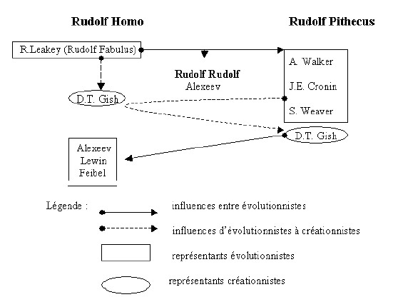 Généalogie Rudolfensis selon evoltionnisme et creationnisme