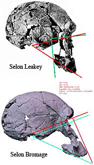 KNMR-ER 1470 ; reconstitution selon Bromage et selon Leakey