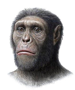 Reconstitution Australopithecus sediba