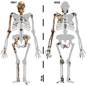 Squelette complet d'australopithecus sediba