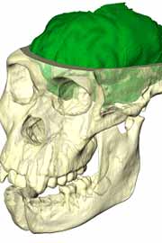 Cerveau australopithecus sediba