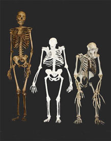 Comparaison squelette sediba, sapiens et chimpanzé