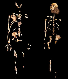 Le squelette très complet d'Australopithecus sediba
