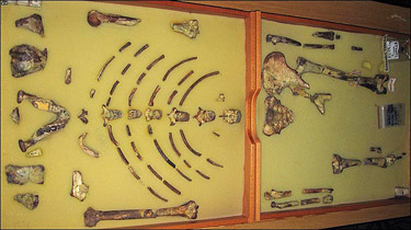 Le squelette de Lucy - Australopithecus afarensis