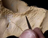 Traces de tuberculose sur le crâne d'Homo erectus