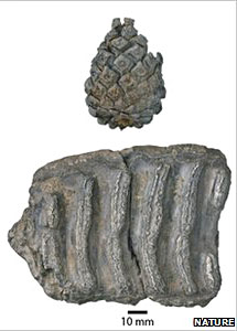 Dent de mammouth et pomme de pin fossilisés du site d'Happisburgh