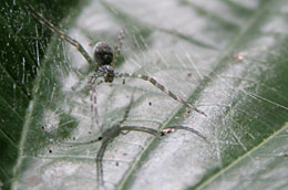 Araignée equateur