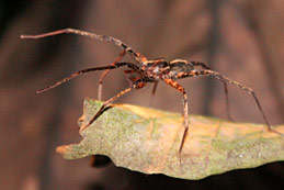 Araignée Equateur