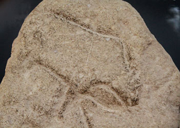 Aurochs gravé à Laugerie-Basse