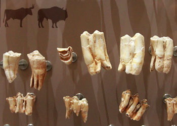 Dents d'aurochs